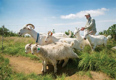 In California, a Solitary Herder Cares for His Goats .